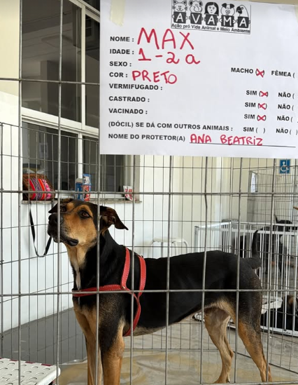 Animais Alimentados